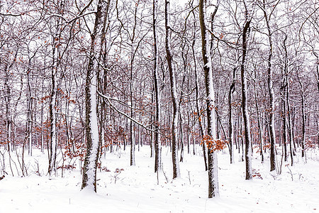 森林的寒冬下雪图片
