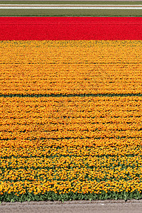 荷兰的橙田和红郁金园花园农业旅行场地旅游农场橙子花朵植物文化图片