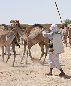 贝都因商务人士放牧骆驼图片
