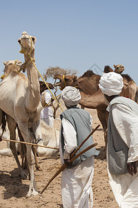 骆驼市场贝都因商务人士脖子驼峰贸易商文化单峰贸易哺乳动物动物旅行身体图片