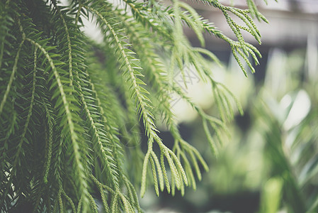 环境绿绿化概念 在大自然中的生长植物群雨林叶子荒野蕨类植物学花园绿色植物地面图片