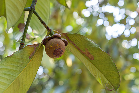 芒果树上放一朵水果皇后乡村工人食物果汁市场饮食收成异国花园热带图片