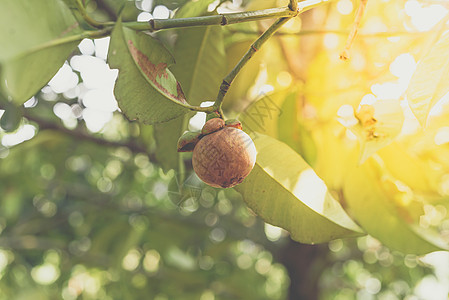 芒果树上放一朵水果皇后园艺饮食花园工人国家农场异国果汁农民食物图片