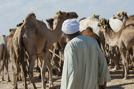 非洲骆驼市场贝都因商务人士蛋白哺乳动物驼峰文化贸易动物身体脖子眼睛单峰图片