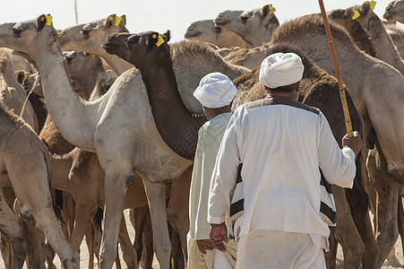 非洲骆驼市场两名贝都因商务人士图片