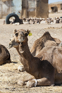 在非洲市场上的龙头骆驼文化脖子身体沙漠单峰动物眼睛哺乳动物驼峰贸易图片