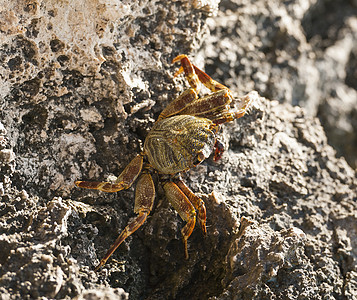 红海游泳蟹在岩石上海洋动物眼睛条纹甲壳水螅宏观野生动物图片