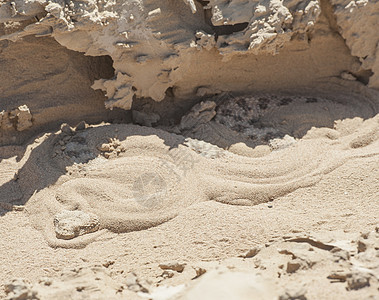 埃及沙漠毒蛇在沙滩上隐藏黄色爬虫干旱爬行动物脊椎动物身体角蛇动物图片