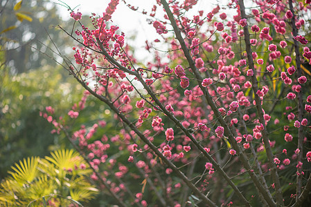 春天盛开的红梅树植物学桉树装饰品花园农业叶子花瓣花朵生长晴天图片