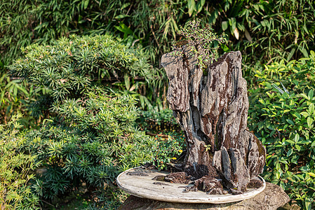 岩石上的邦赛树叶子植物学园艺花园树干盆景植物群生长艺术木头图片