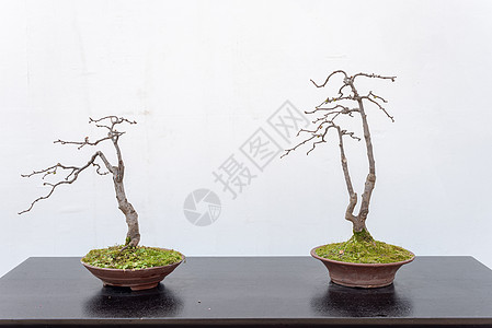 两棵遮白墙的毛盆树树干木头文化桌子生长园艺植物爱好植物学艺术背景图片