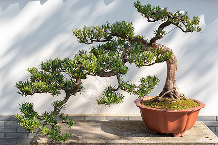 松果树对白墙树干植物学叶子爱好植物文化生长植物群花园艺术图片