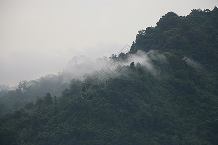 清晨雾在山脊上 森林背灰色的绿色自然图片