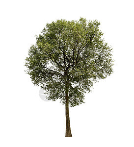 白色背景与世隔绝的树木 使用的热带树木核桃树干生长橡木季节植物环境生活多叶生态图片