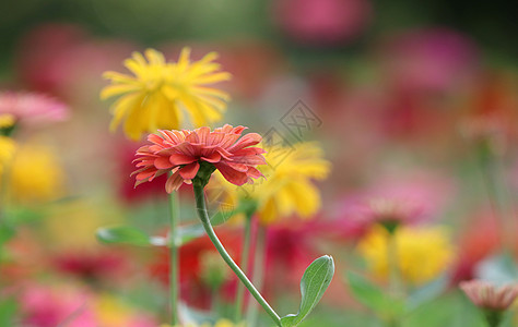 美丽的花朵在花园里五颜六色图片