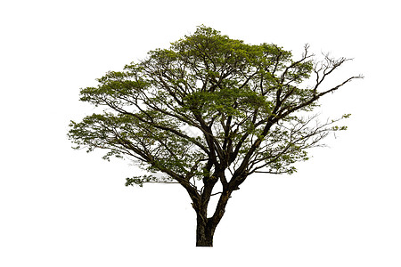 白色背景与世隔绝的树木 使用的热带树木木头森林落叶孤独生态橡木生活阔叶纸牌叶子图片