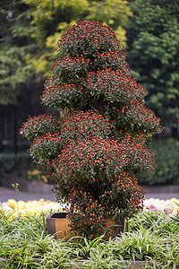 中国有鲜花的邦赛树花园植物群叶子文化园艺树干艺术植物木头花朵图片