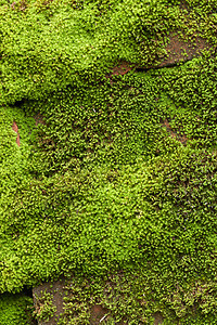 绿荔枝岩石植物群植被生长场地宏观墙纸沼泽苔藓森林背景图片