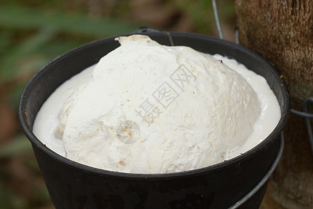 正在添加乳胶种植园橡皮木头雨林丛林农场杯子生产热带收藏图片