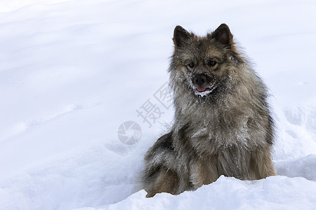 狼人狗狗在雪上坐着图片