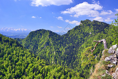 春地的山脉景观     波兰皮涅尼国家公园爬坡环境植物旅游岩石溪流天空晴天旅行云杉图片