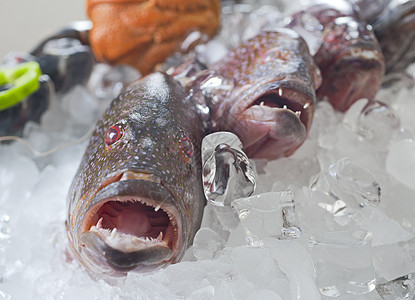 冰上新鲜鱼群红色鼠属珊瑚展示钓鱼餐厅牙齿眼睛图片