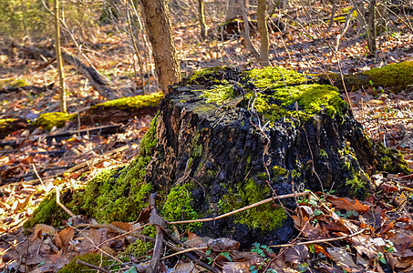 森林里一个腐烂的树桩上的绿苔图片