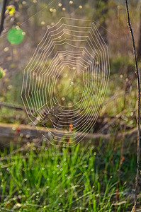 fo 背景下森林中的圆形蜘蛛网网络丝绸蜘蛛圆圈野生动物荒野陷阱昆虫蛛网白色宏观图片