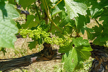 纳帕谷葡萄园的葡萄酒葡萄厂附近丘陵藤蔓发芽植物农业生长酒厂栽培爬坡远足图片