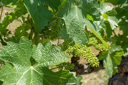 纳帕谷葡萄园的葡萄酒葡萄厂附近农村酒厂葡萄园种植园爬坡国家农业叶子植物丘陵图片
