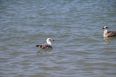 海海鸥海滩翅膀蓝色天空航班荒野野生动物动物白色羽毛图片