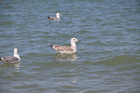 海海鸥动物海滩鲱鱼海鸟翅膀羽毛白色航班天空荒野图片
