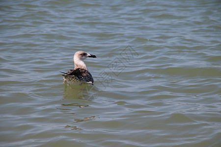 海海鸥航班羽毛白色翅膀动物自由海滩海鸟天空蓝色图片