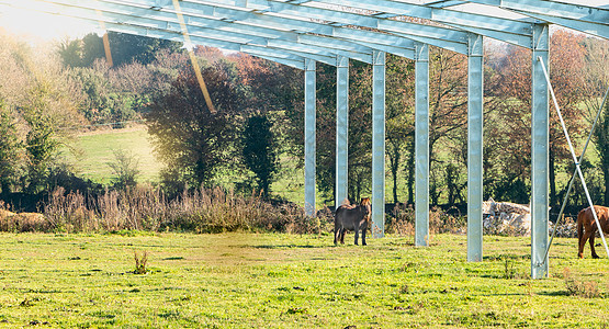 寒冷的天气下 小马在草地里游荡头发哺乳动物马匹场地海岸农村蓝色沼泽地牧场林业图片
