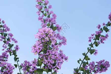 佛罗伦布的花朵热带植物紫色粉色雌蕊蓝色天空花瓣植物群金盏花科图片