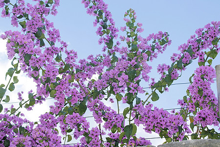 哥伦比亚热带植物学金盏花科紫色植物群雌蕊天空花瓣植物蓝色图片