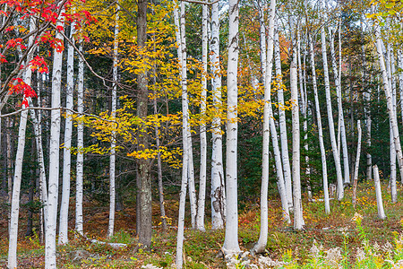 银树或纸树林的光辉落叶颜色图片