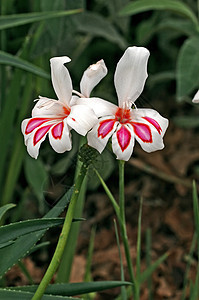 Gladiolus 