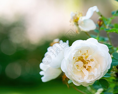 白玫瑰花在模糊的背景上宏观花瓣草本植物植物阳光白色晴天绿色花期图片