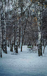 雪上冬季树暴风雪树枝季节街道环境气候木头降雪下雪树木图片