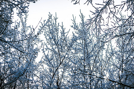 雪上冬季树天气街道下雪降雪暴风雪气候环境树枝季节木头图片