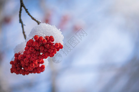 雪下山灰的红莓磨砂降雪植物群季节寒冷枝条木头花梨木浆果雾凇图片