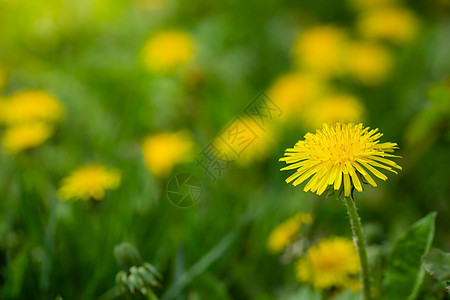 模糊背景上的折叠面花瓣花束草本植物黄色场地绿色草地花朵植物背景图片