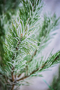 下雪时的 Fir 树枝枝条寒冷绿色分支白色暴风雪冻结降雪季节季节性图片