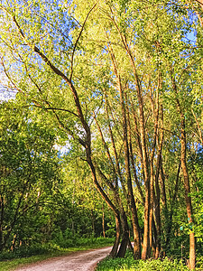 农村景观 绿林中令人惊叹的树木 自然和环境等乡村林木风景胡同树干日落人行道木头太阳苔藓公园车道图片