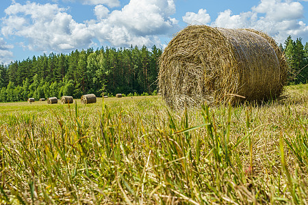 阳光明媚的一天 干草在草地上滚动天空蓝色圆圈小麦稻草农场土地生长农业场地图片