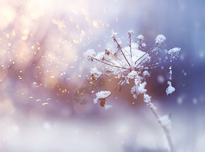 寒冬降雪时冻结的花朵树枝枝条白色下雪天气水晶雪花植物植物群温度季节图片