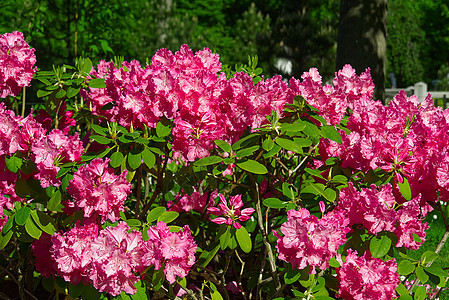 在春花园开花 太平洋或加利福尼亚的玫瑰树林 美丽的粉红色特写园林灌木丛花艺花园地区观赏植物群花卉植物园园艺图片