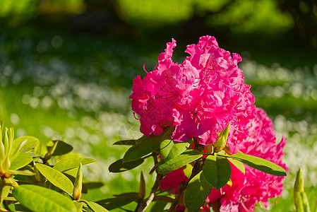 在春花园开花 太平洋或加利福尼亚的玫瑰树林 美丽的粉红色特写植物群叶子养殖玫瑰花园衬套园艺地区公园灌木图片
