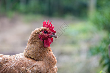 外面农场里的鸡肉 看着镜头羽毛家畜居住母鸡女性食物场地动物棕色翅膀图片